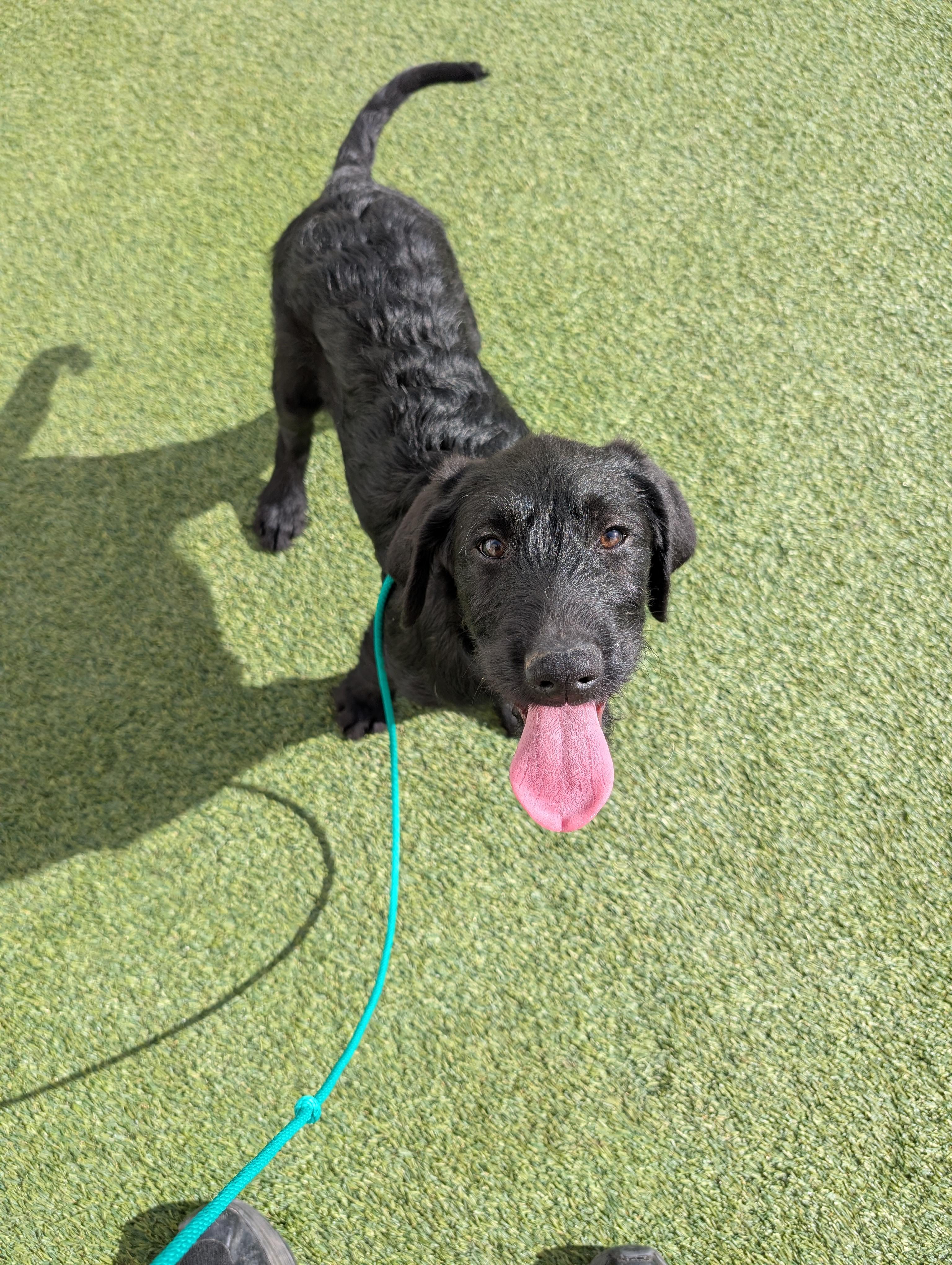 Enlarge Sirius Black, an adopted Labradoodle in Orem, UT image 4/4