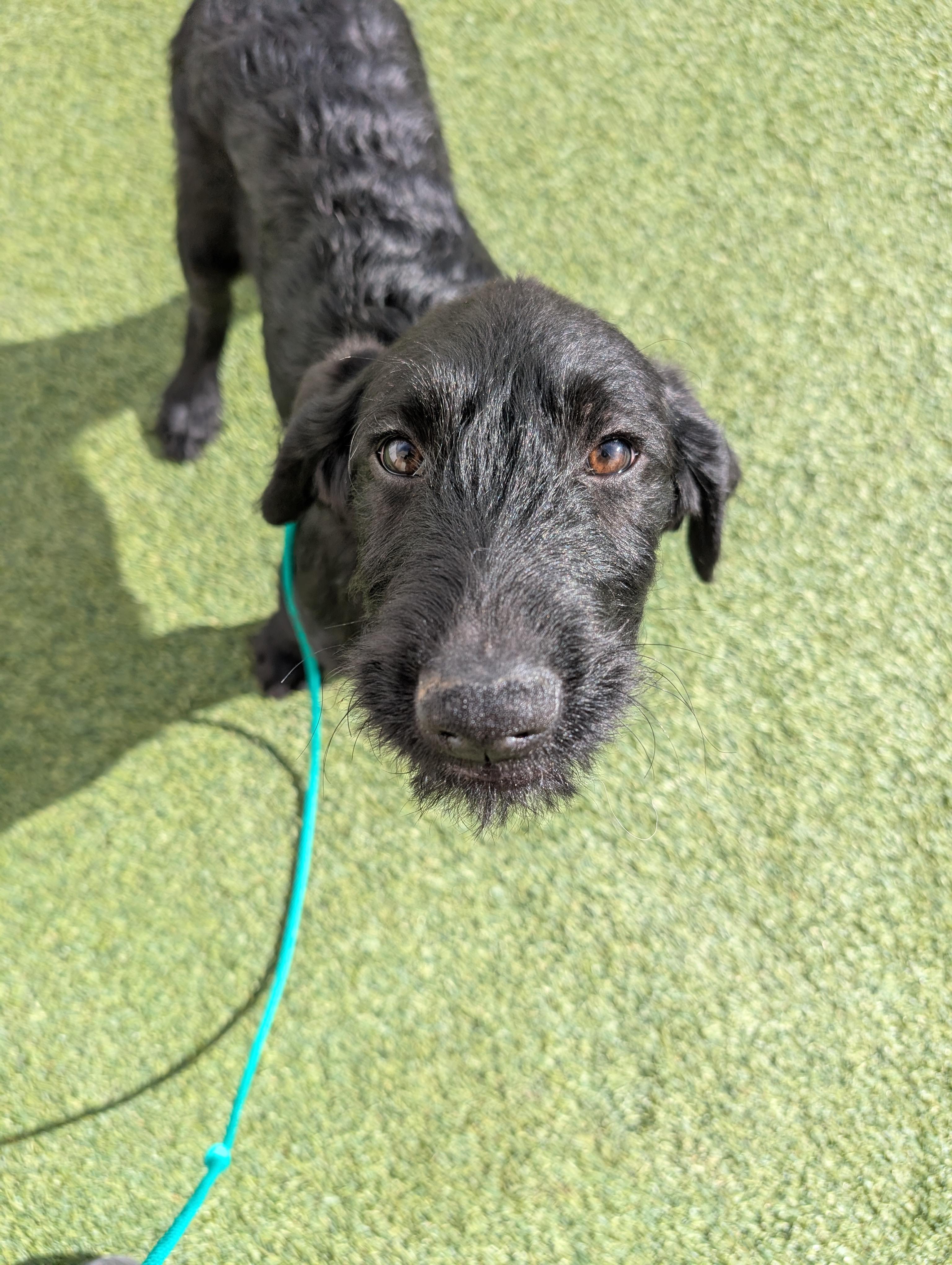 Enlarge Sirius Black, an adopted Labradoodle in Orem, UT image 3/4