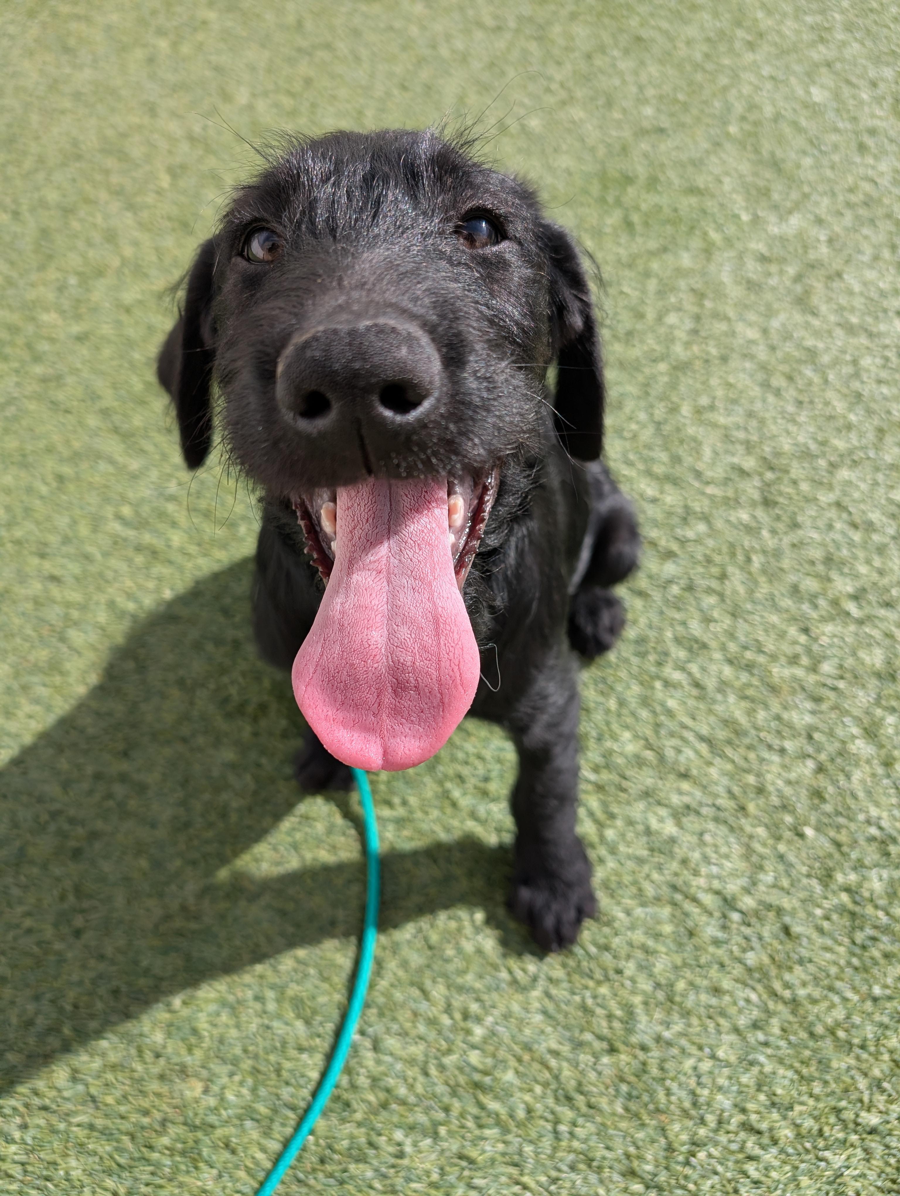 Enlarge Sirius Black, an adopted Labradoodle in Orem, UT image 1/4