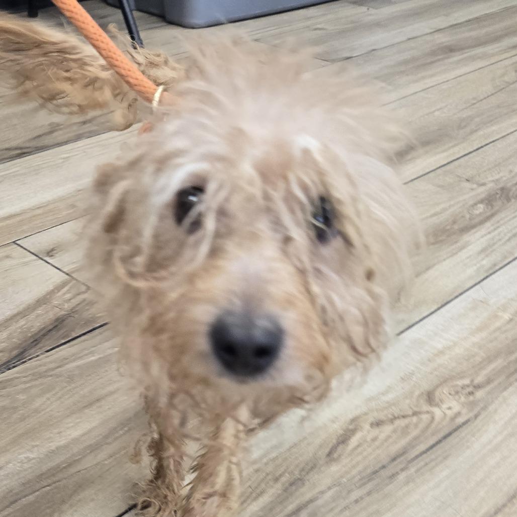Taz, Adoptable, Adult Male Miniature Poodle.