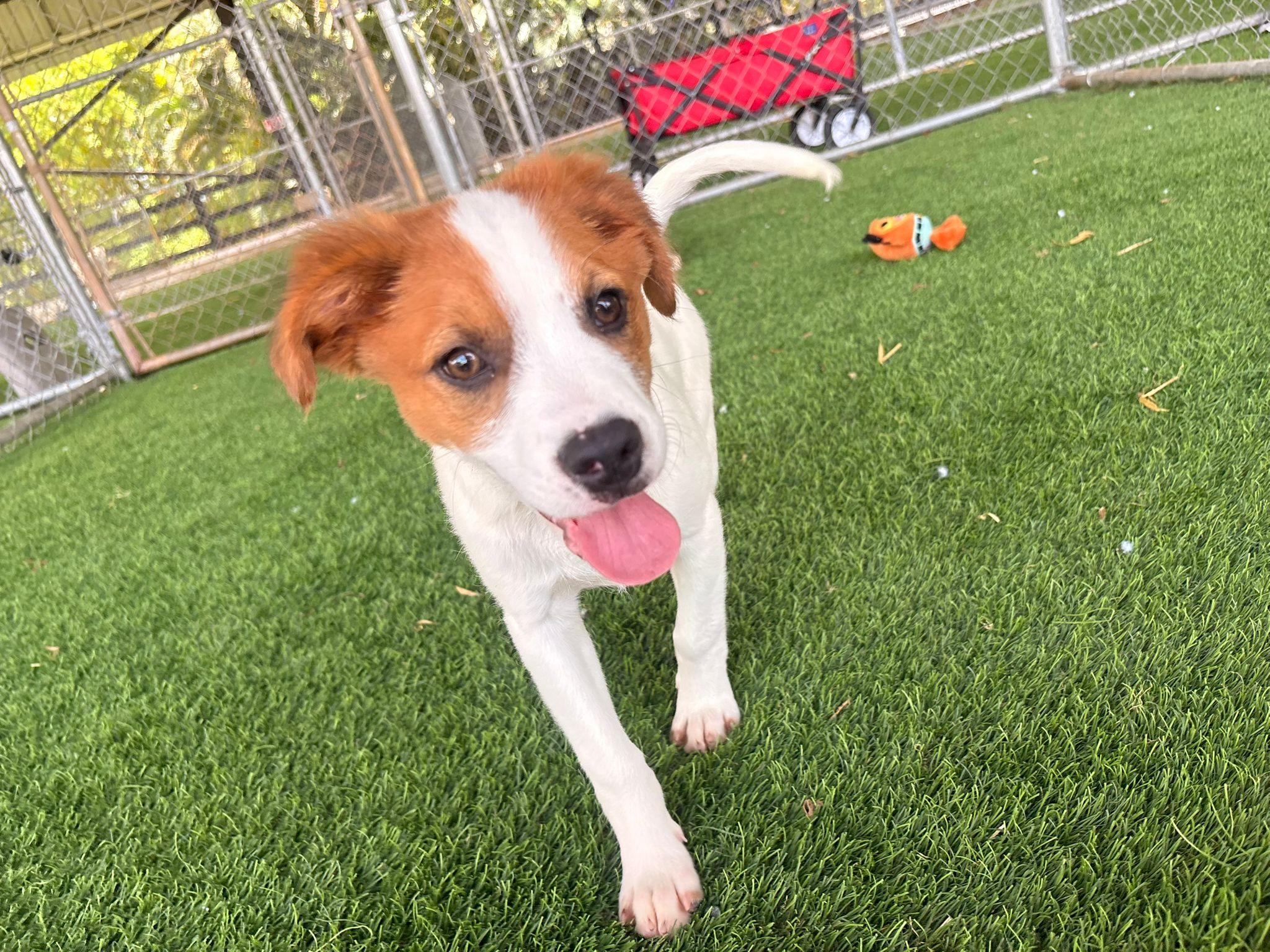 Enlarge Christian, a ADOPTABLE Mixed Breed in Morristown, NJ image 3/3