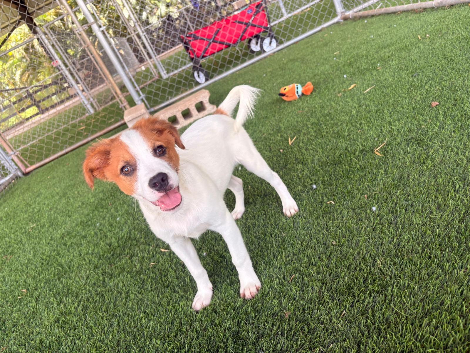 Enlarge Christian, a ADOPTABLE Mixed Breed in Morristown, NJ image 2/3