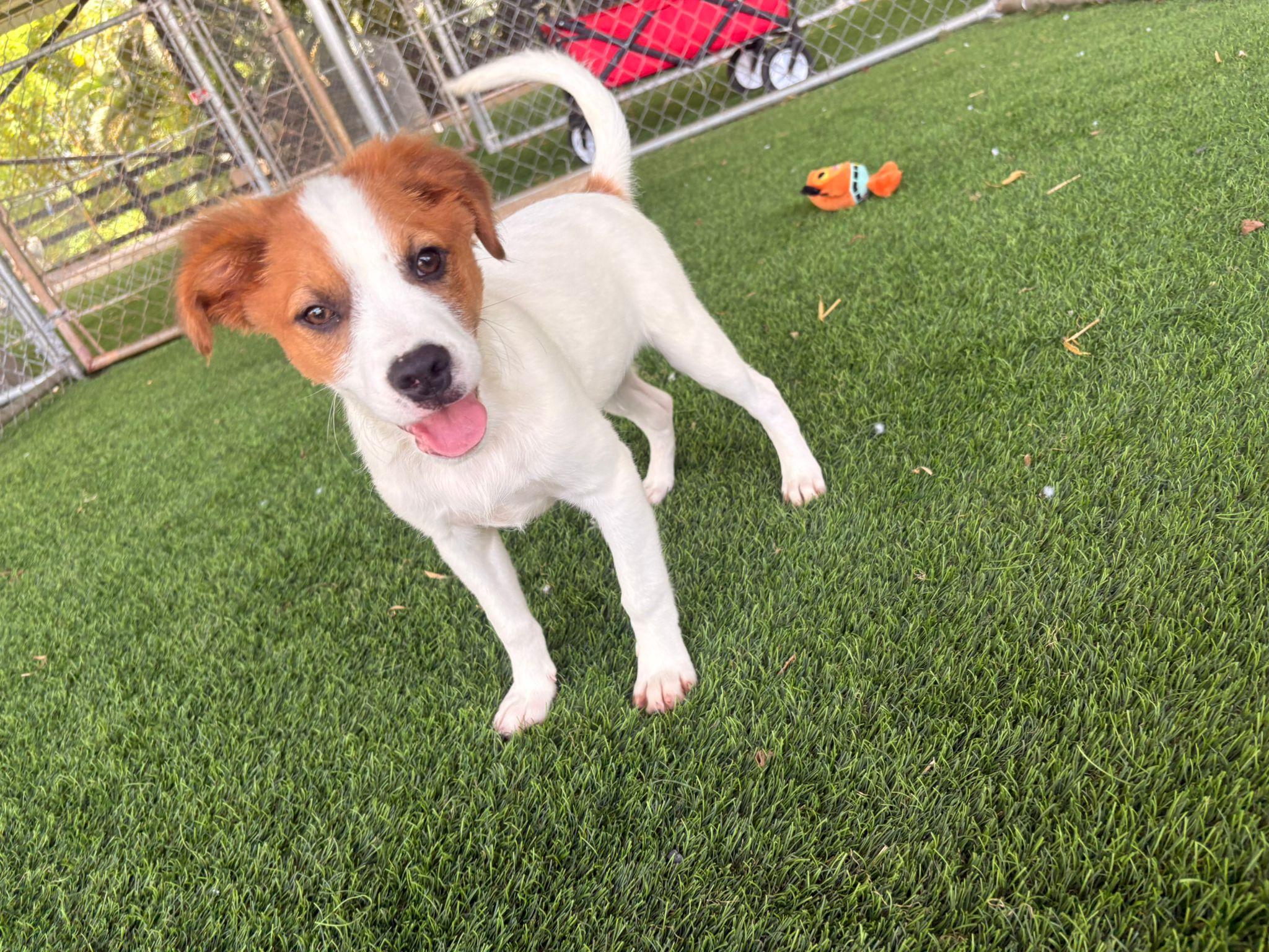 Enlarge Christian, a ADOPTABLE Mixed Breed in Morristown, NJ image 1/3