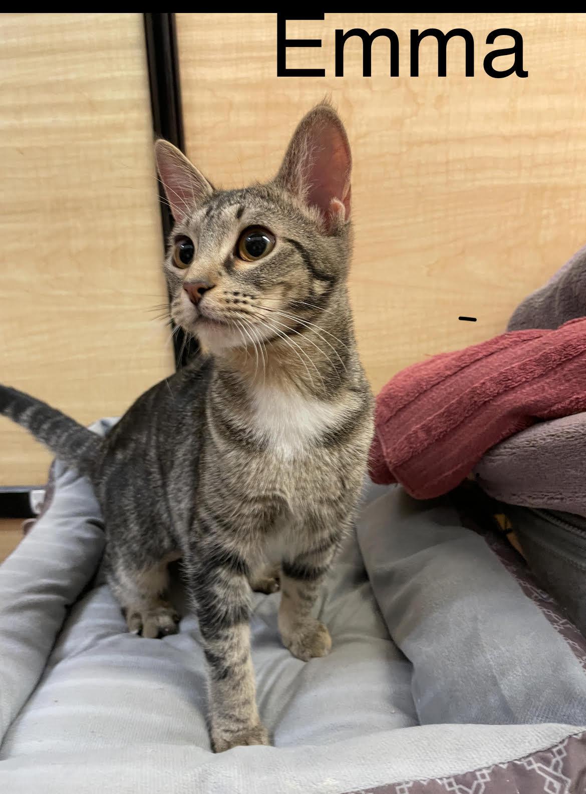 Enlarge Emma, a ADOPTABLE Domestic Short Hair in Herculaneum, MO image 1/1