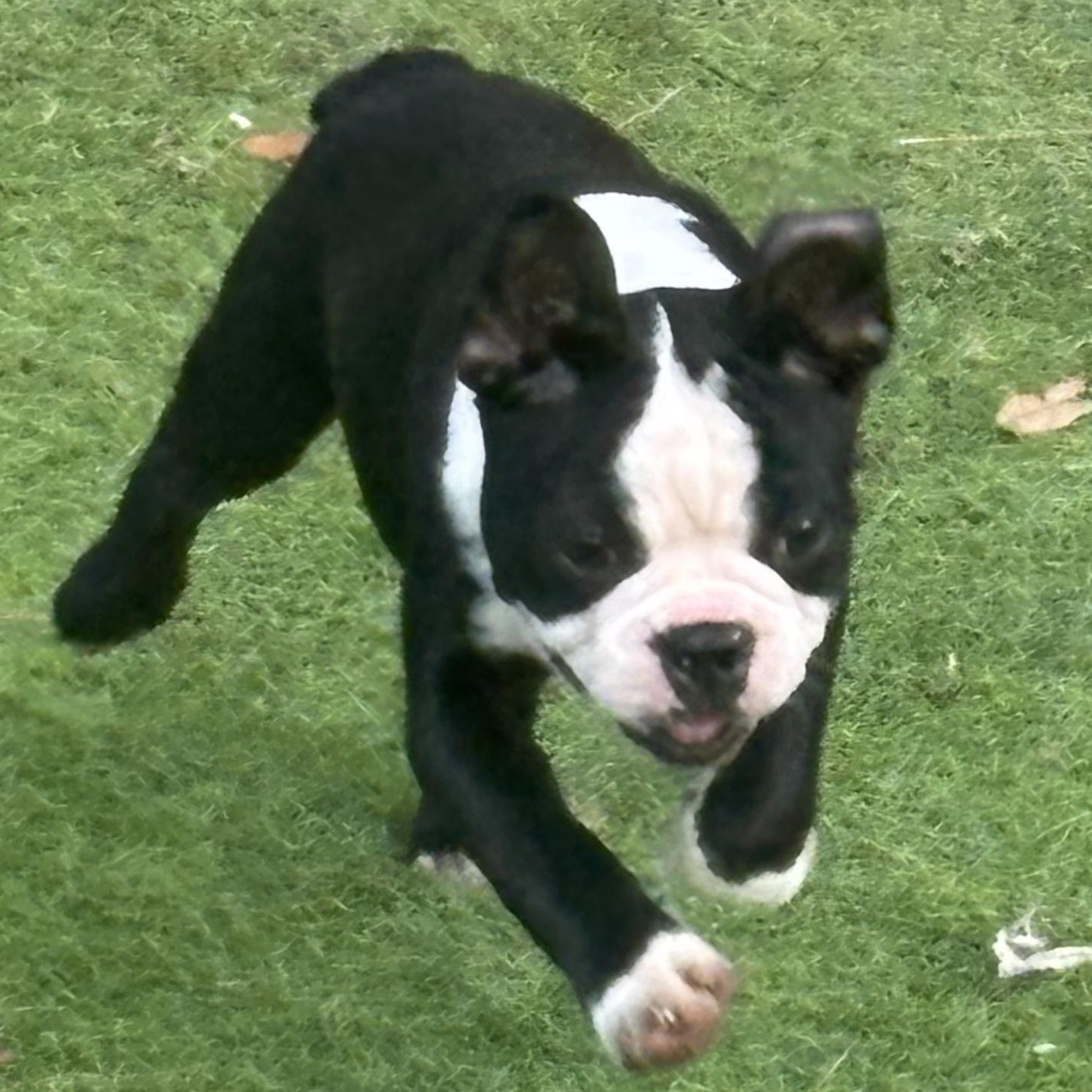 Enlarge Maui, an adopted Boston Terrier in Oak Bluffs, MA image 1/1