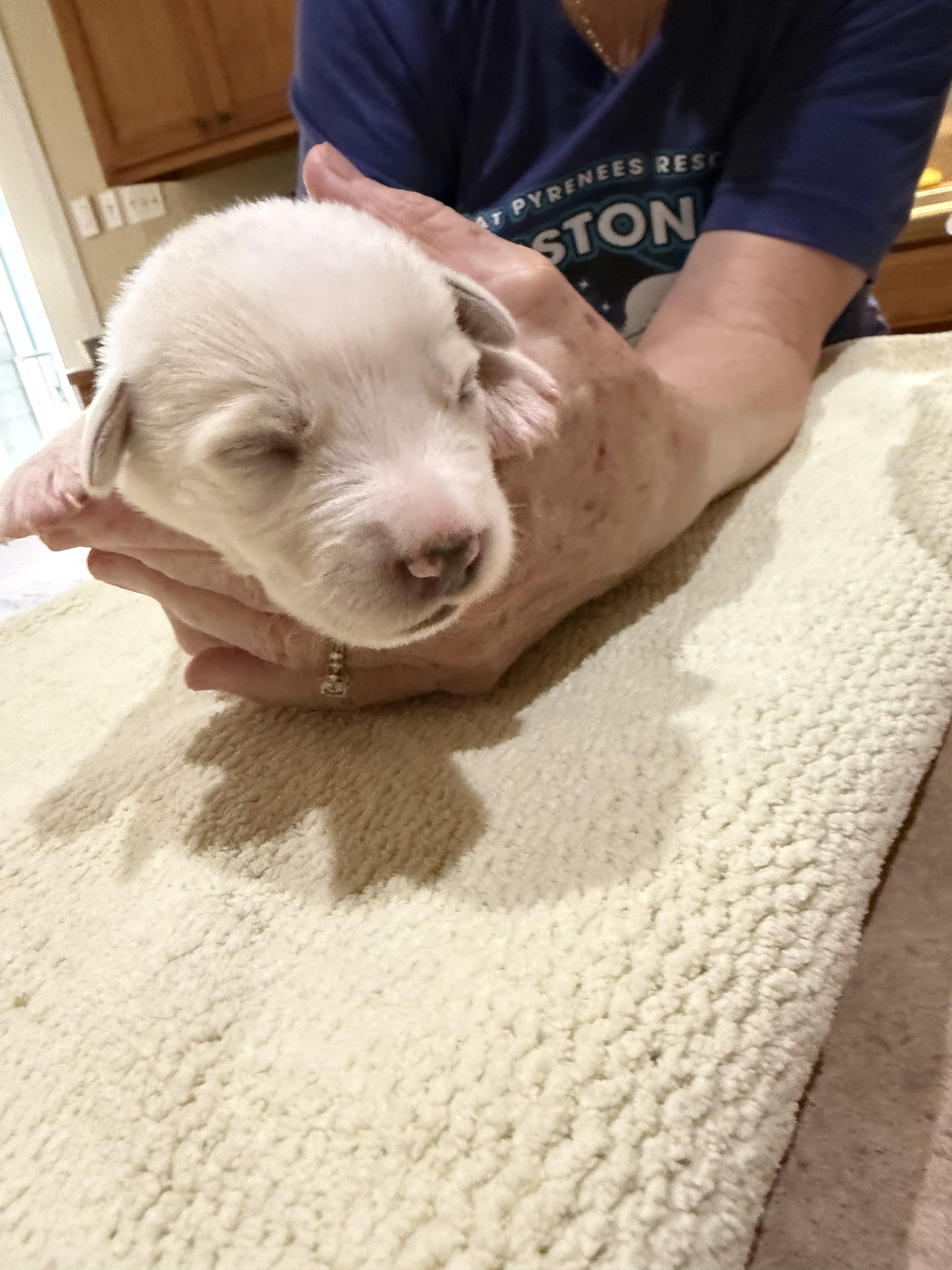 Cassini HTX, Adoptable, Puppy Female Great Pyrenees.