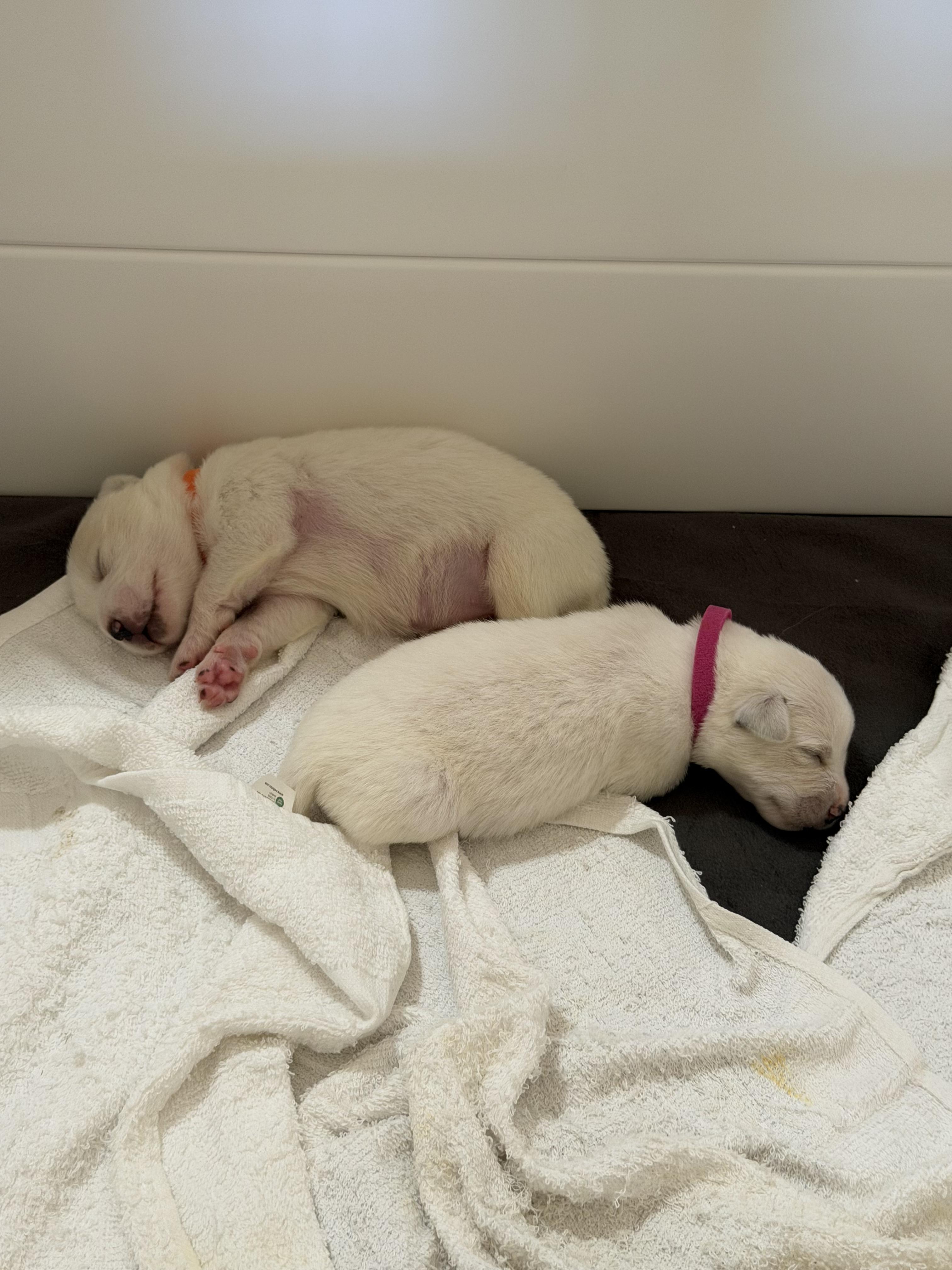 Enlarge Cassini HTX, a Adoptable Great Pyrenees in Saint Jo, TX image 4/5
