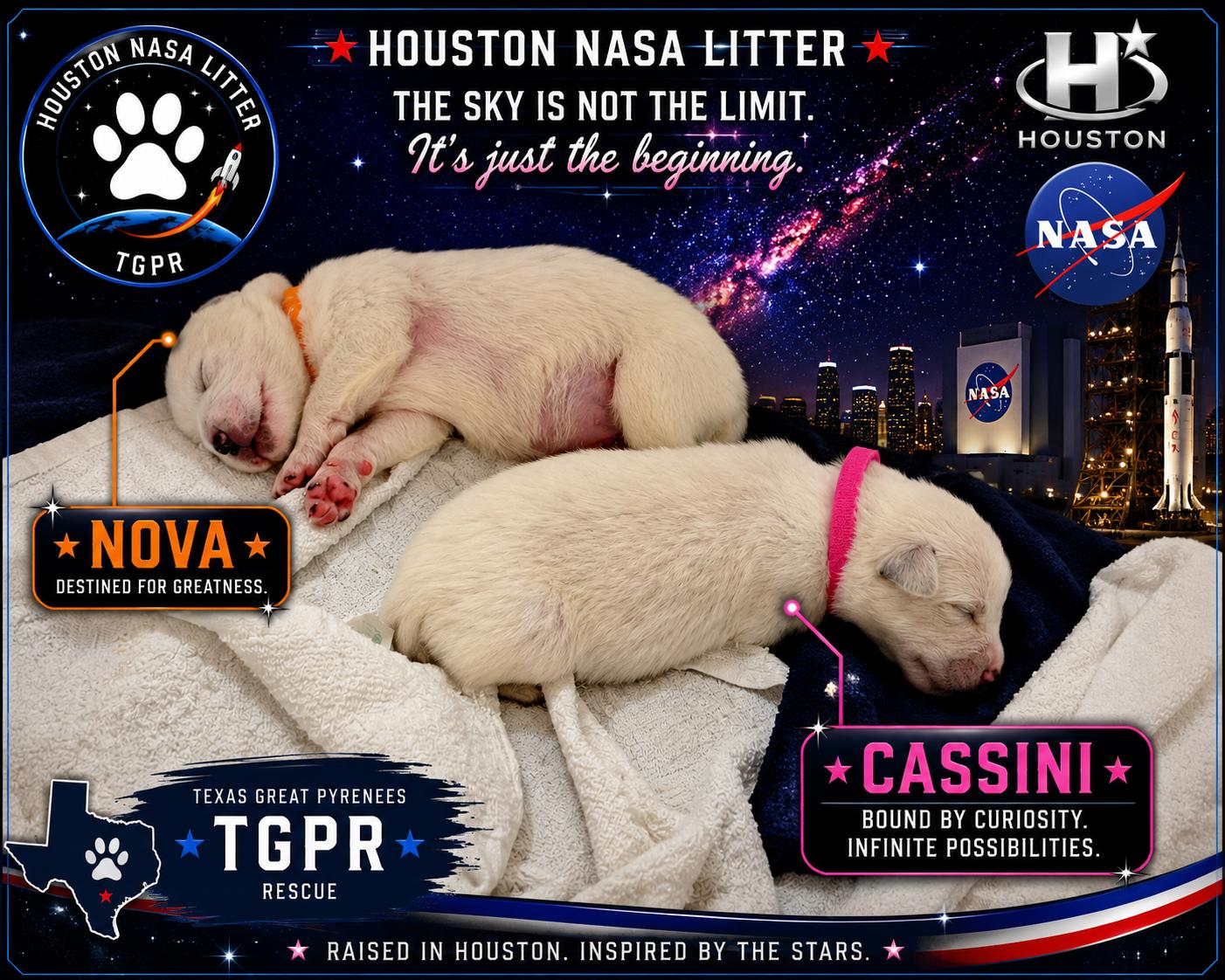 Enlarge Cassini HTX, a Adoptable Great Pyrenees in Saint Jo, TX image 5/5
