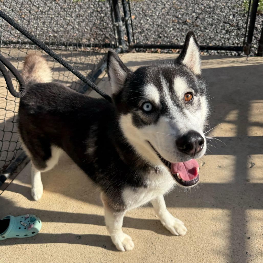 Enlarge Ricky, a Adoptable Siberian Husky in Falls Church, VA image 1/6