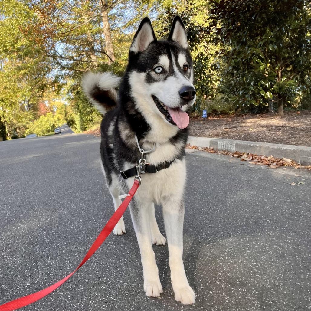 Enlarge Ricky, a Adoptable Siberian Husky in Falls Church, VA image 2/6