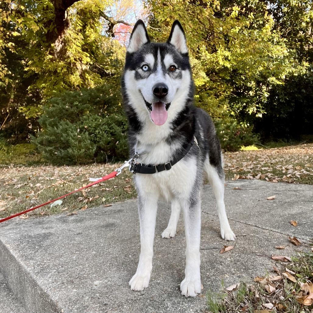 Enlarge Ricky, a Adoptable Siberian Husky in Falls Church, VA image 3/6