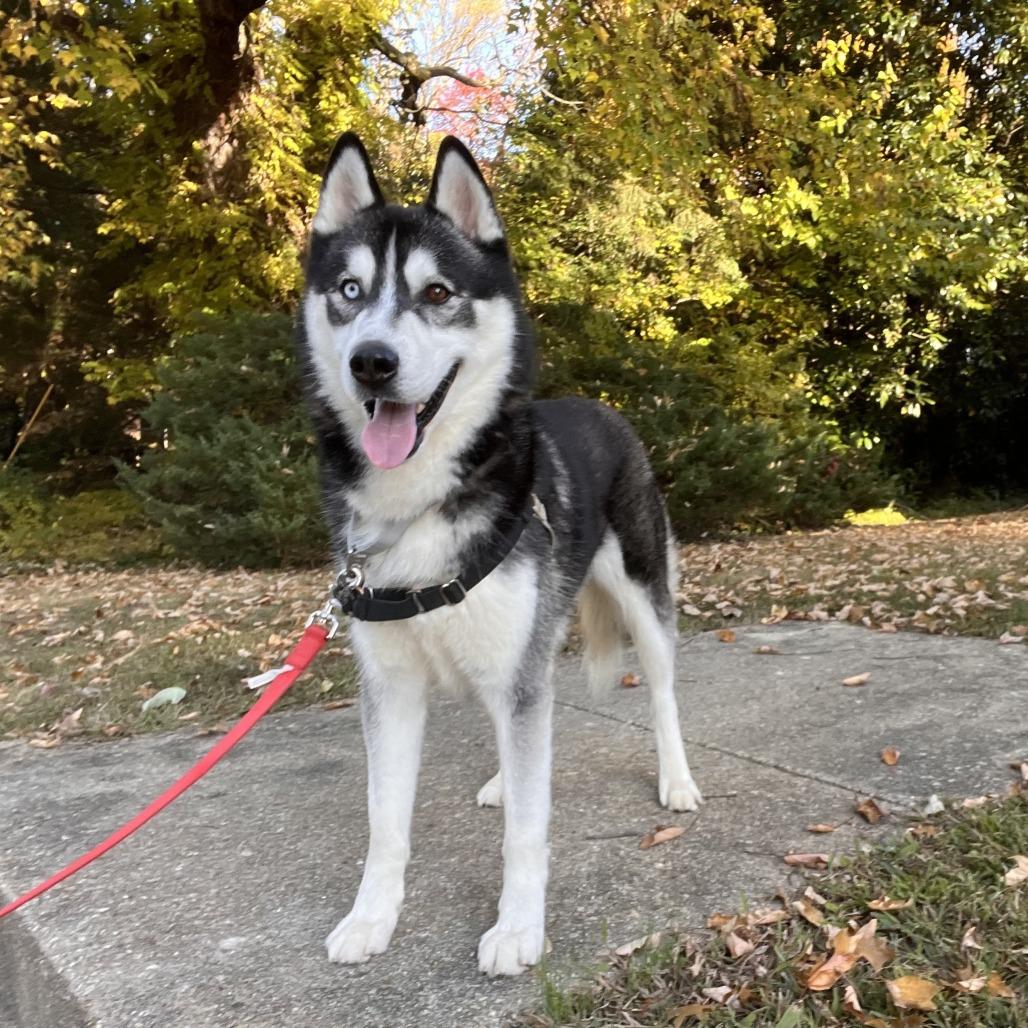 Enlarge Ricky, a Adoptable Siberian Husky in Falls Church, VA image 4/6