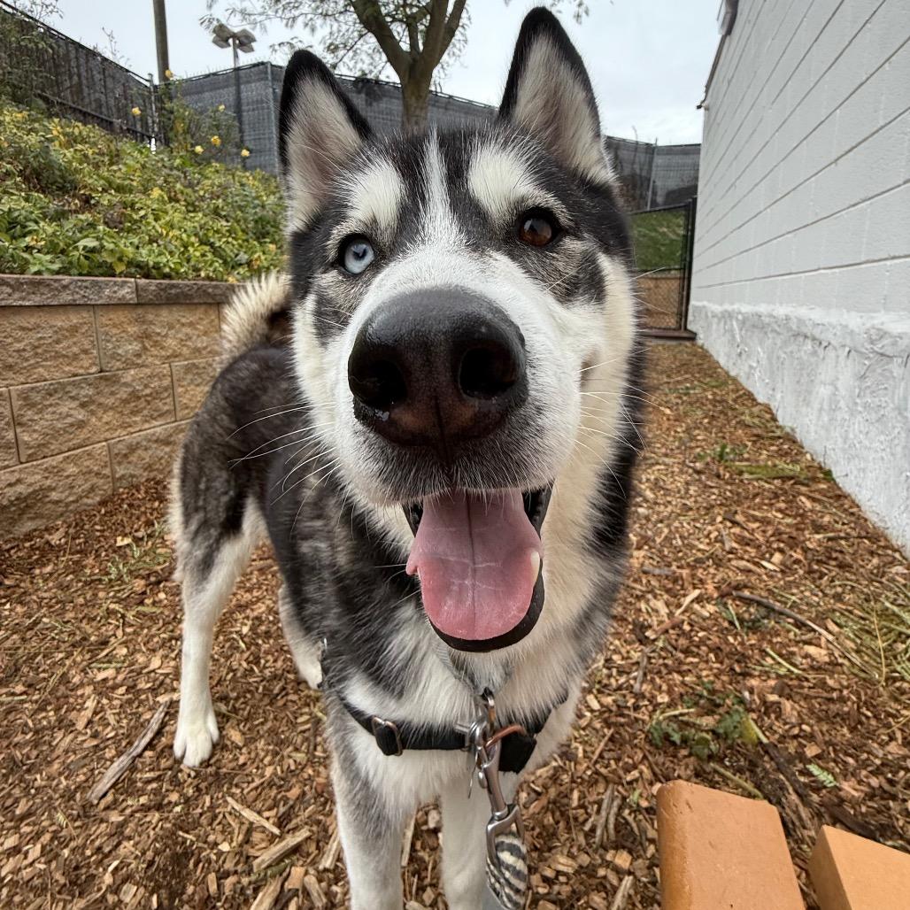 Enlarge Ricky, a Adoptable Siberian Husky in Falls Church, VA image 4/6