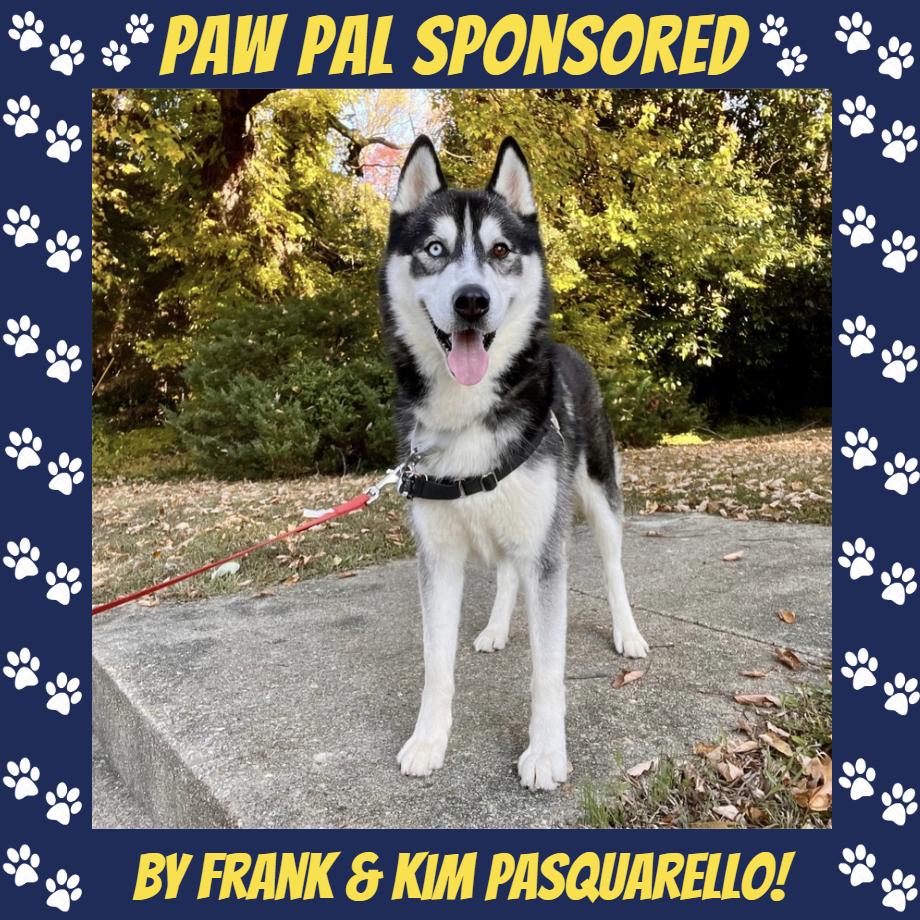 Enlarge Ricky, a Adoptable Siberian Husky in Falls Church, VA image 4/6