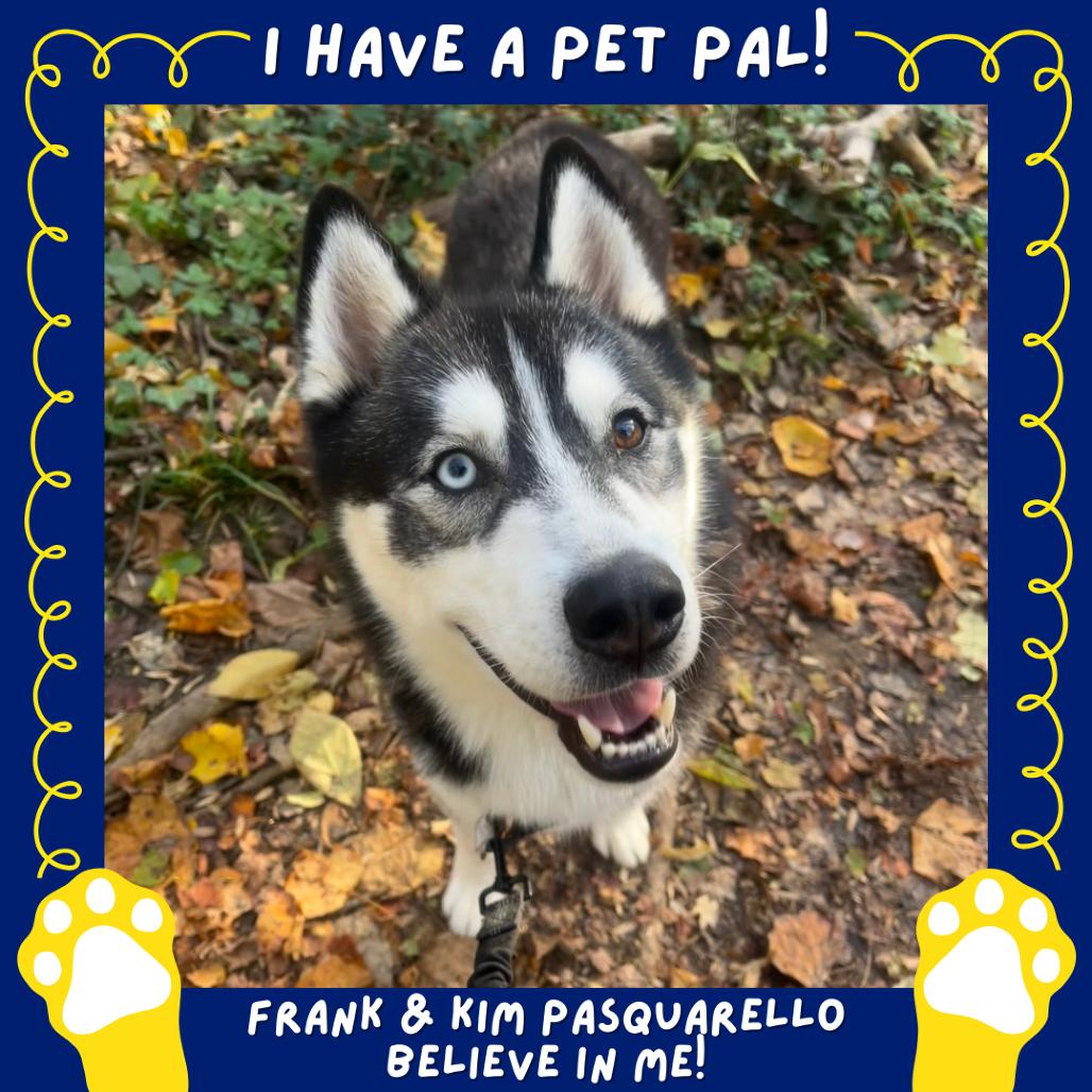 Ricky, a Adoptable Siberian Husky in Falls Church, VA image 4/6