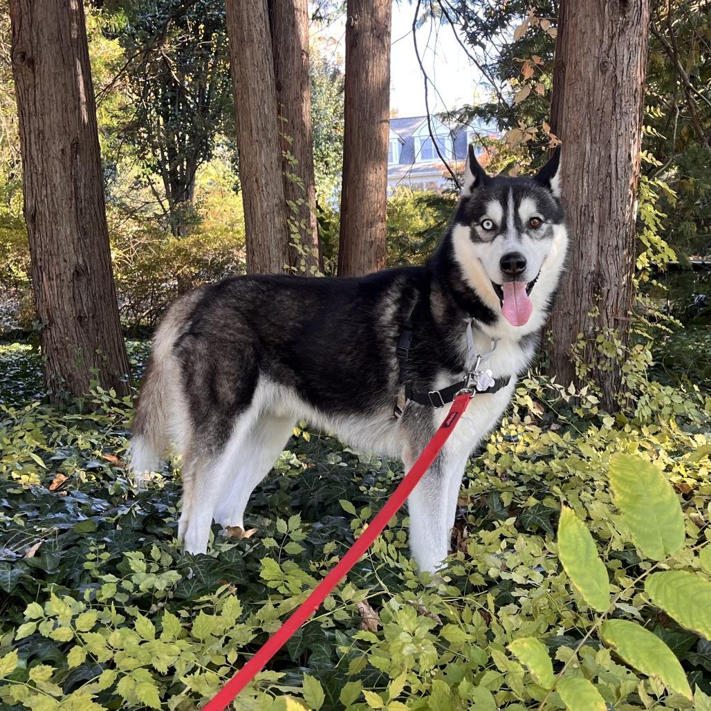 Enlarge Ricky, a Adoptable Siberian Husky in Falls Church, VA image 5/6