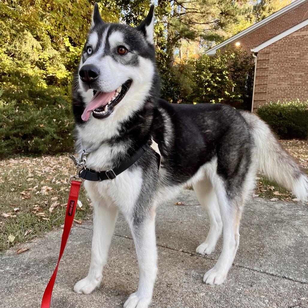 Enlarge Ricky, a Adoptable Siberian Husky in Falls Church, VA image 6/6