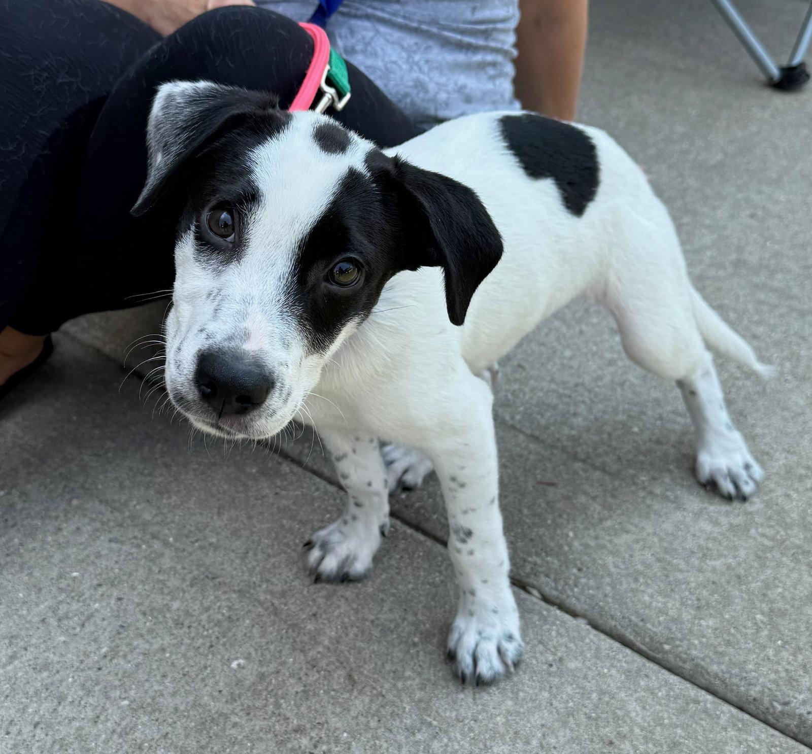 Olaf, Adoptable, Puppy Male Pit Bull Terrier & Labrador Retriever.