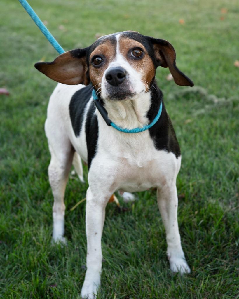 Macie bonded to Gracie, Adoptable, Young Female Chihuahua.