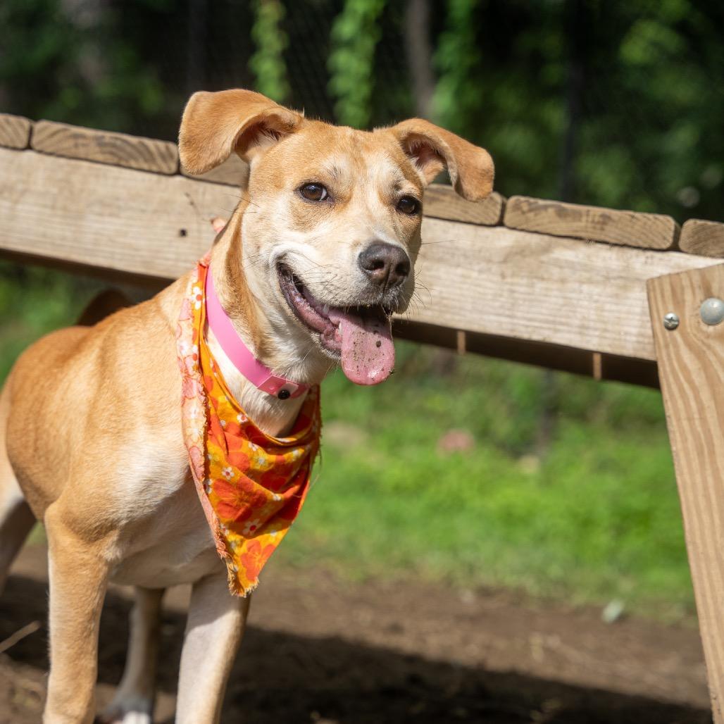Ceilia, Adoptable, Young Female Labrador Retriever & Terrier.