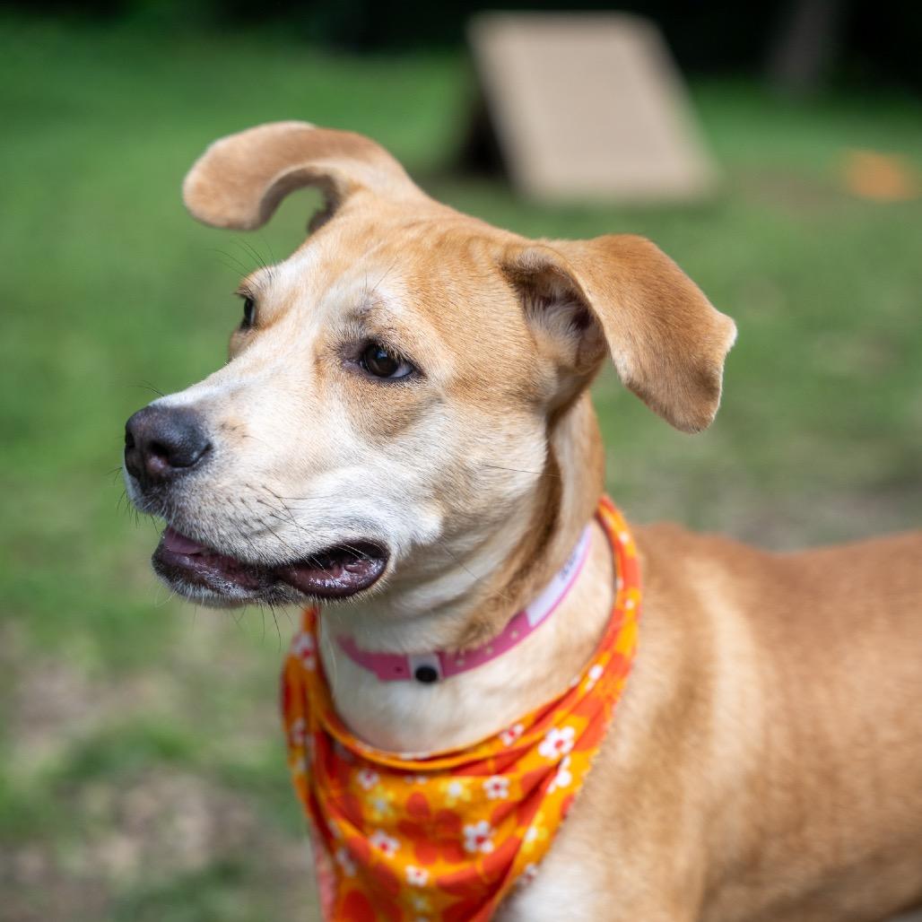 Enlarge Ceilia, a Adoptable mixed breed in Pawling, NY image 2/6