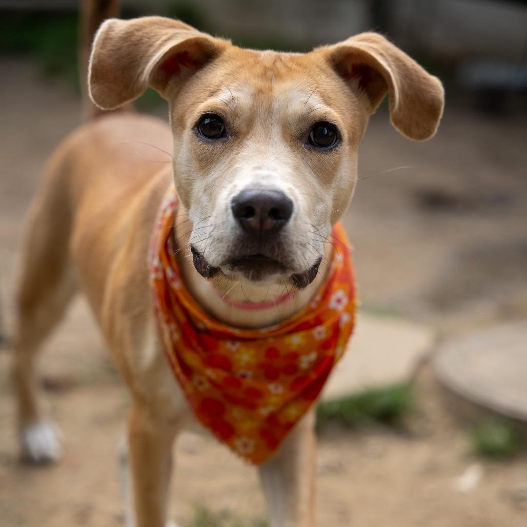 Enlarge Ceilia, a Adoptable mixed breed in Pawling, NY image 3/6