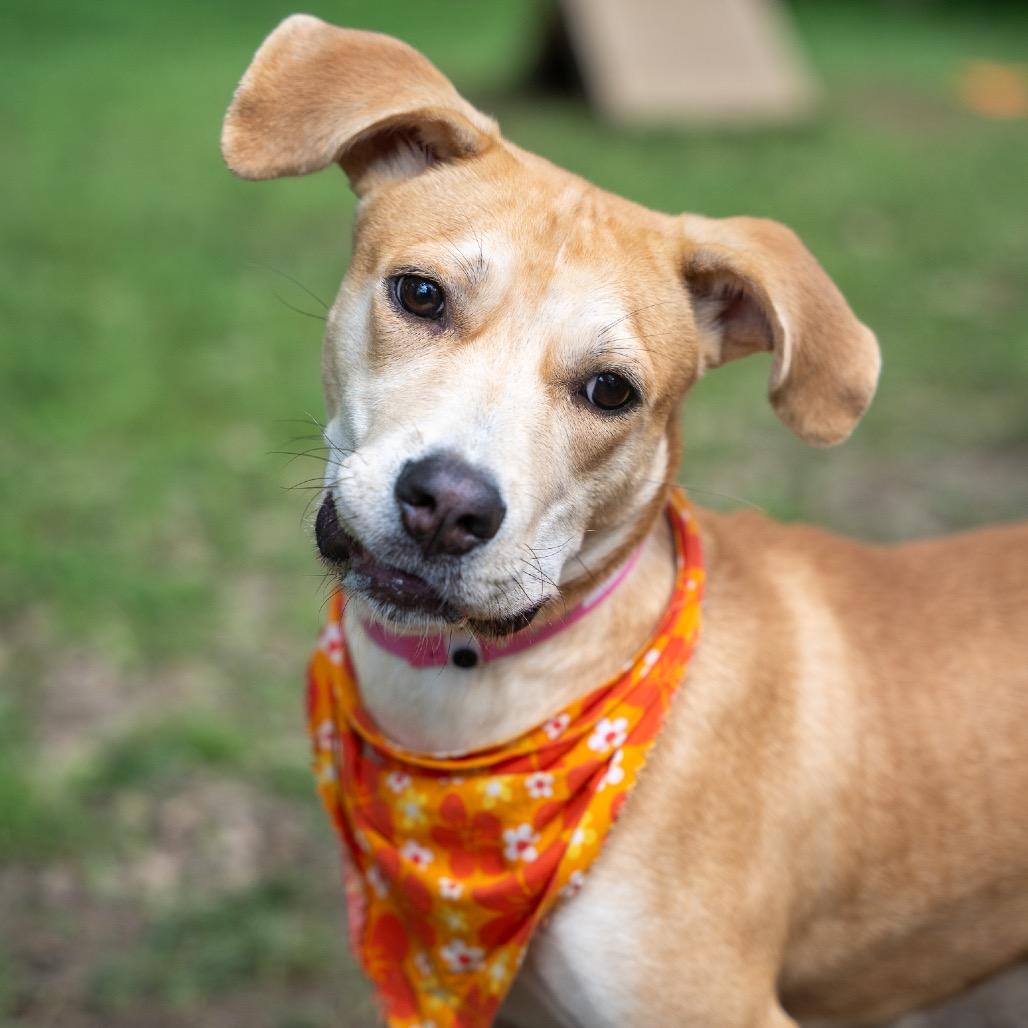 Enlarge Ceilia, a Adoptable mixed breed in Pawling, NY image 4/6