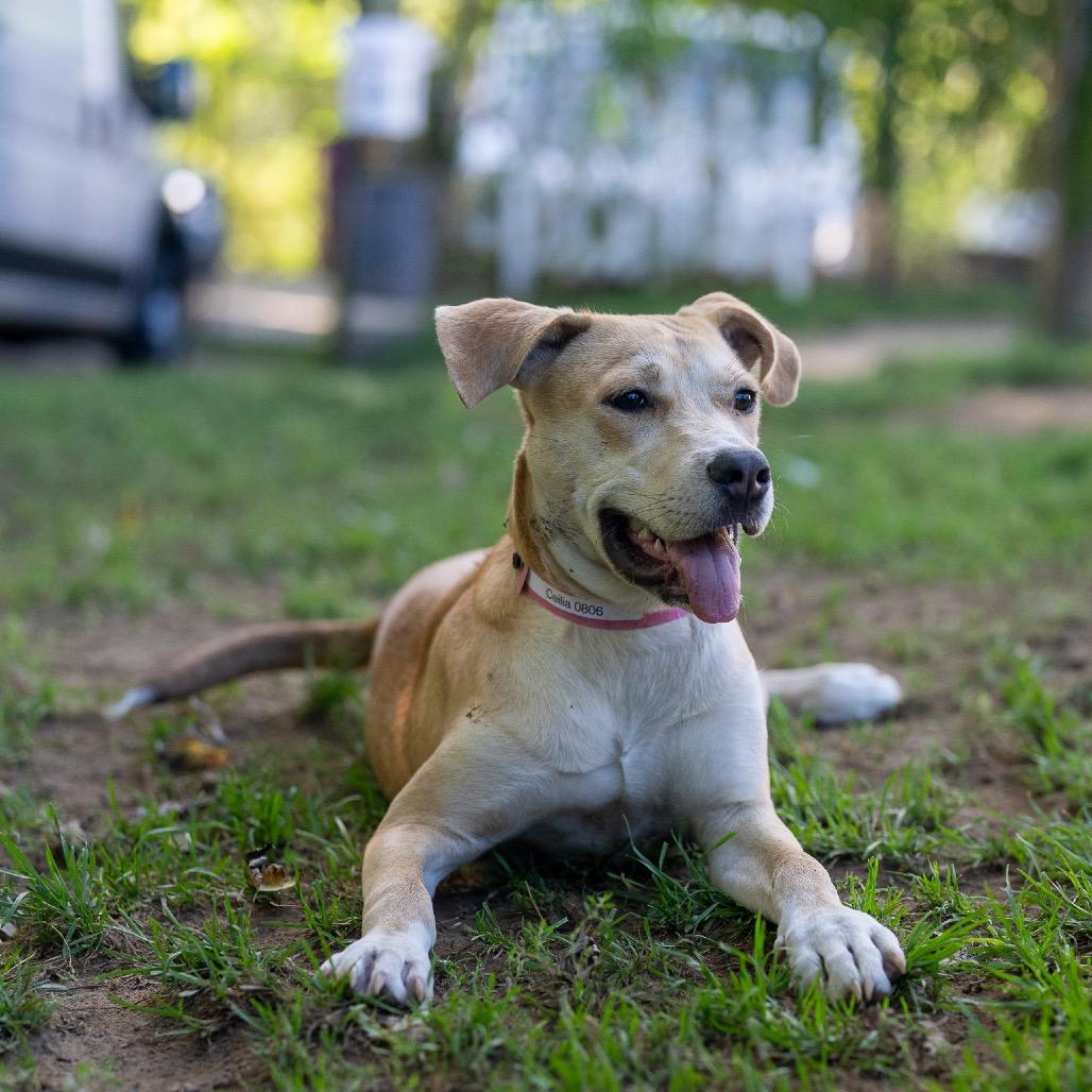 Enlarge Ceilia, a Adoptable mixed breed in Pawling, NY image 5/6