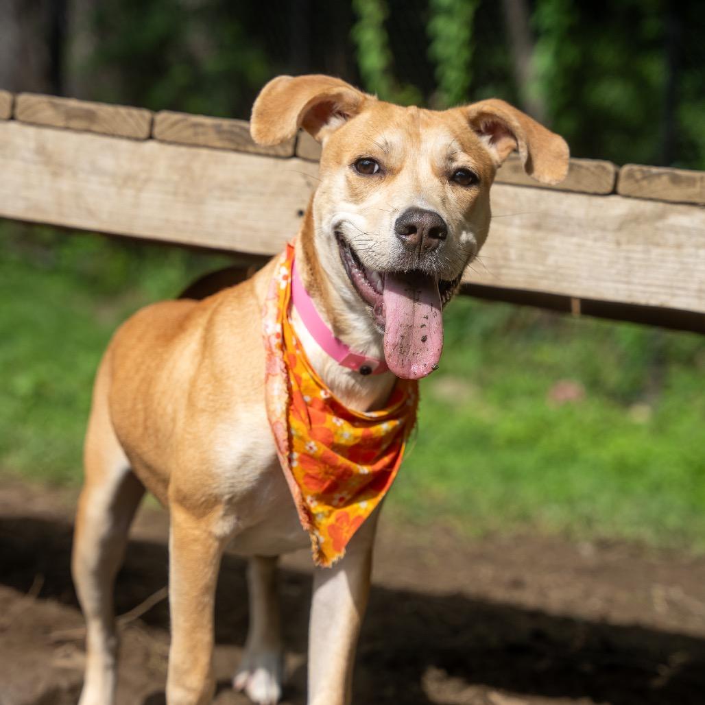 Enlarge Ceilia, a Adoptable mixed breed in Pawling, NY image 6/6