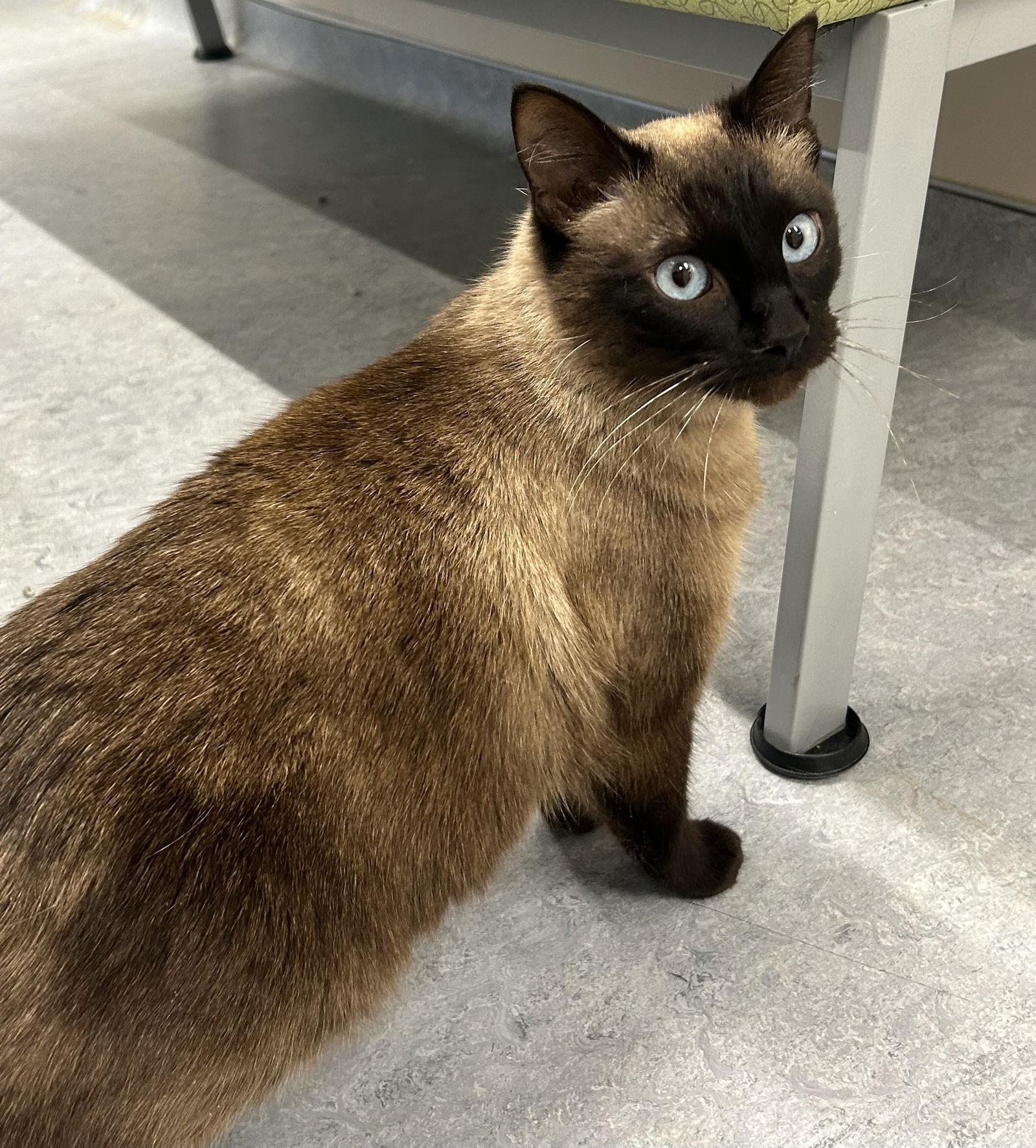 Enlarge Junie B., a Adoptable Siamese in Arlington, VT image 1/1