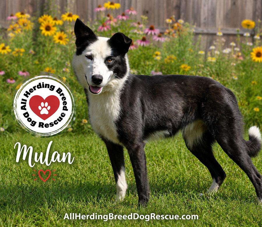 Mulan, ADOPTABLE, Young Female Border Collie.