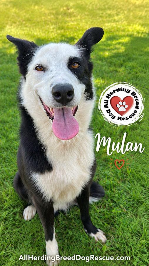 Mulan, a ADOPTABLE Border Collie in Joliet, IL image 3/4