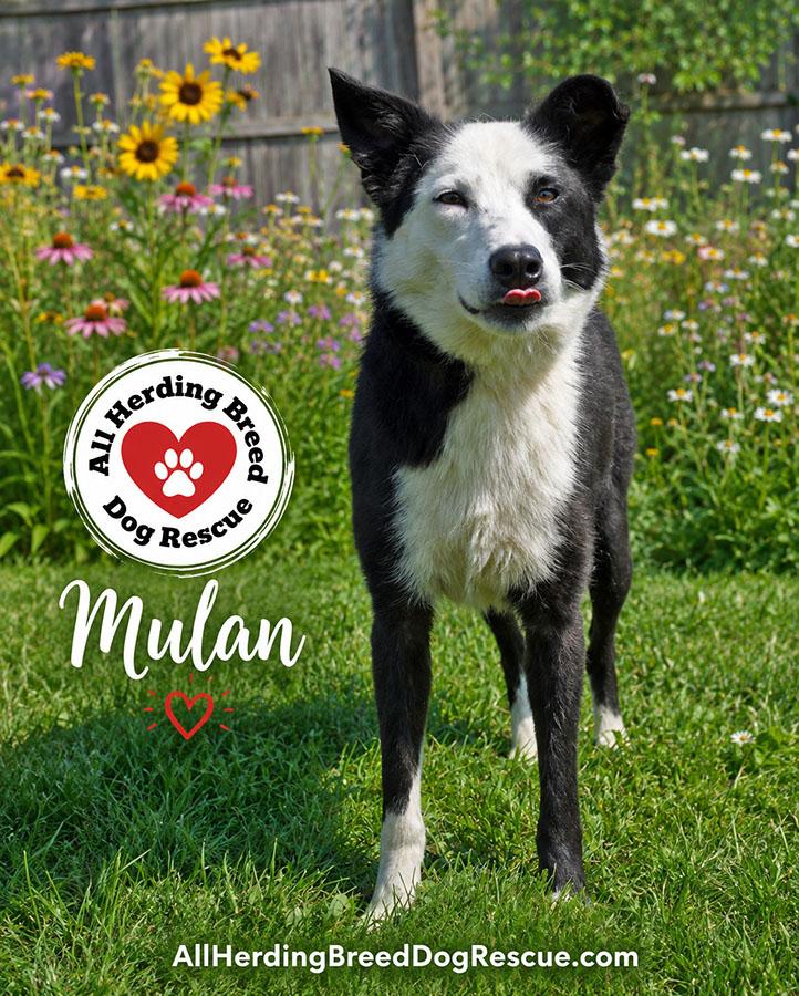 Mulan, a ADOPTABLE Border Collie in Joliet, IL image 2/4
