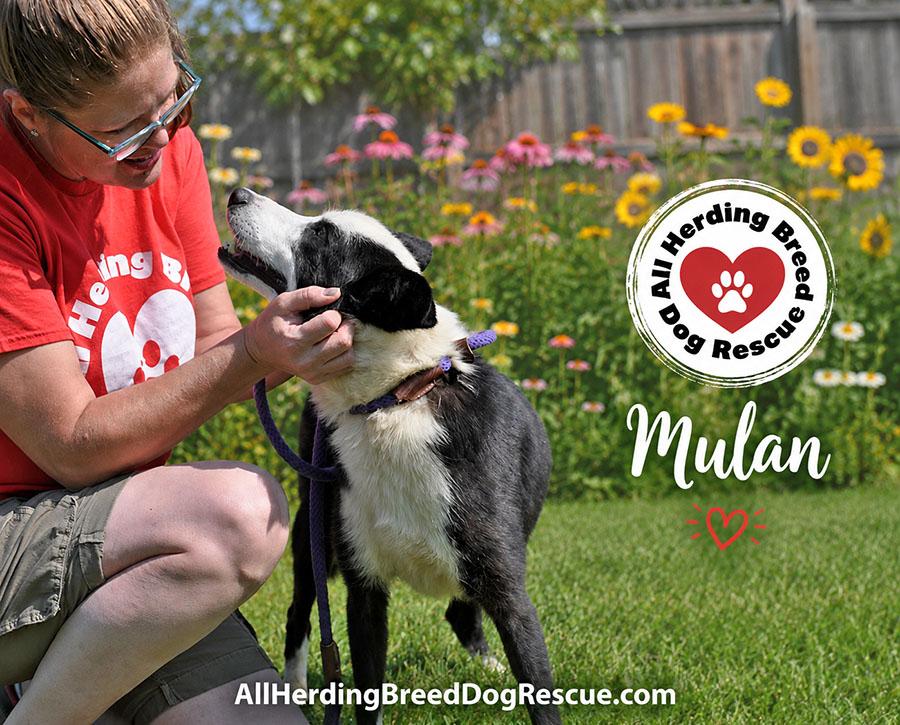 Mulan, a ADOPTABLE Border Collie in Joliet, IL image 4/4