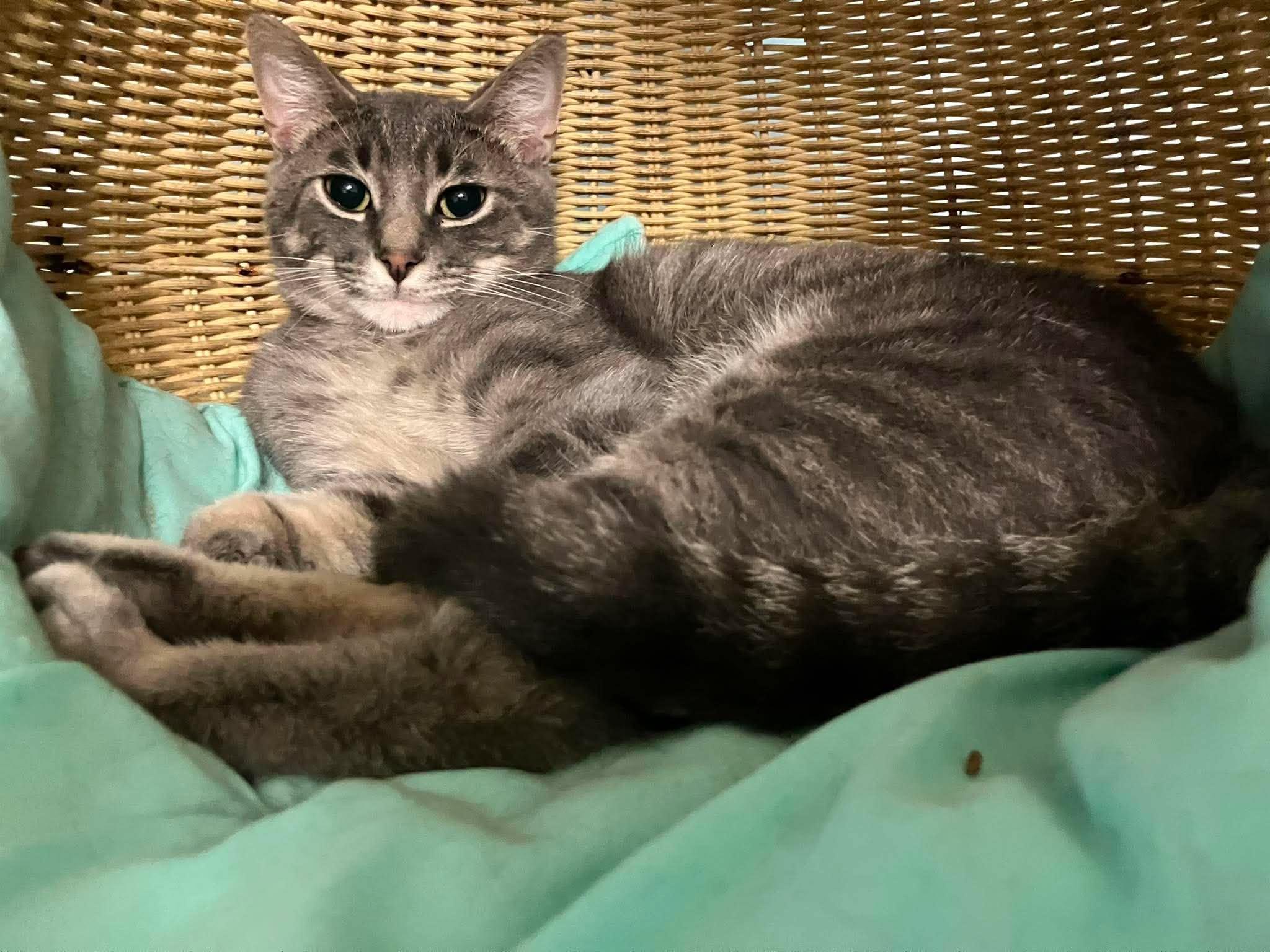 Jax, ADOPTABLE, Kitten Male Domestic Short Hair.