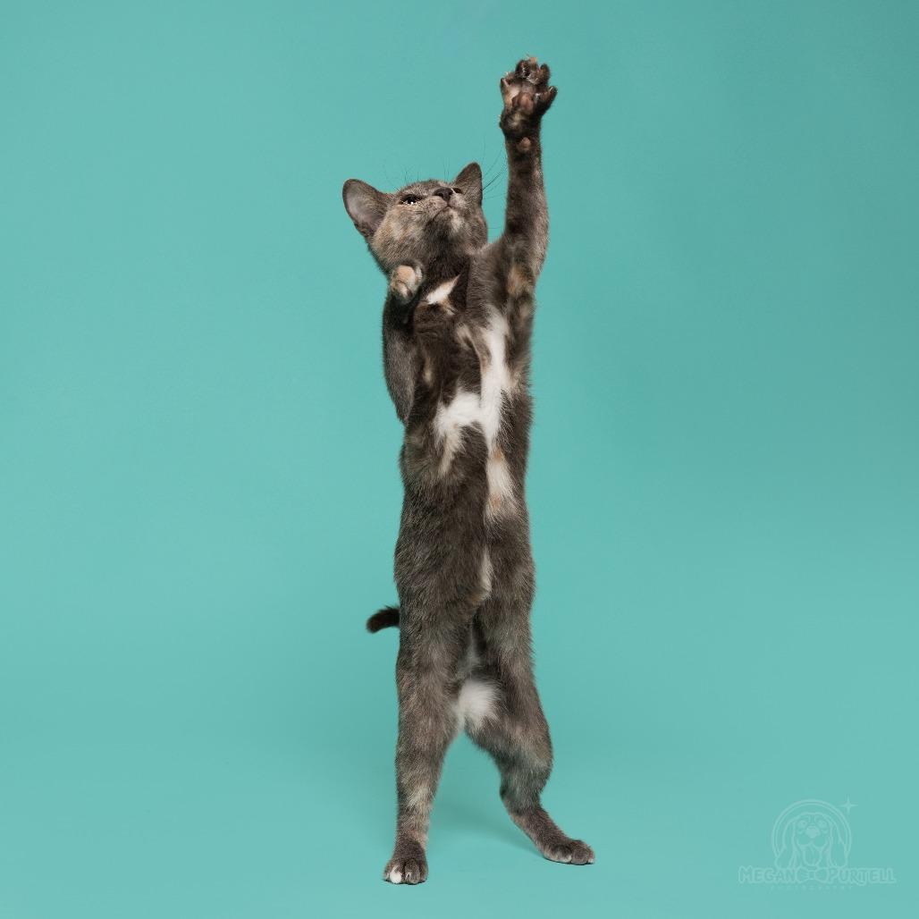 Enlarge Mary Jane's Sandal, a Adoptable Domestic Short Hair in Chantilly, VA image 1/6