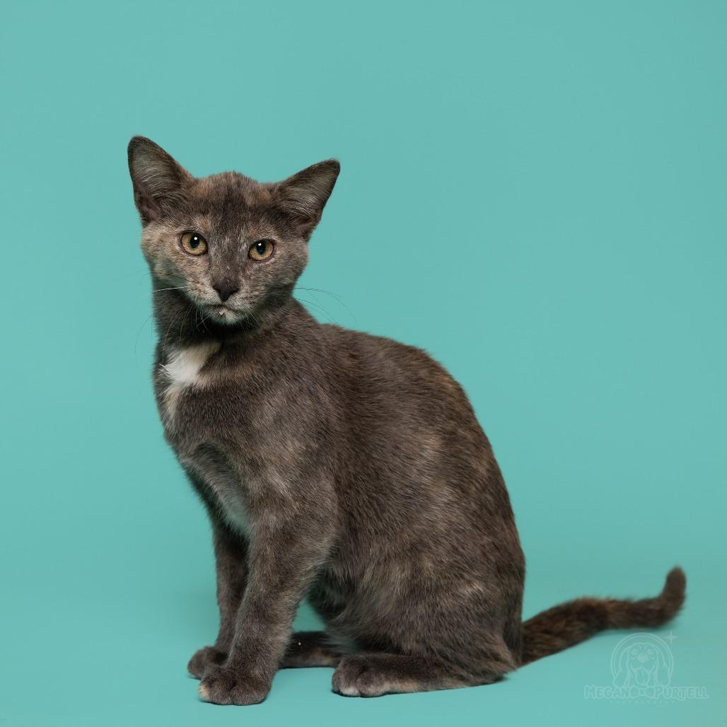 Enlarge Mary Jane's Sandal, a Adoptable Domestic Short Hair in Chantilly, VA image 2/6