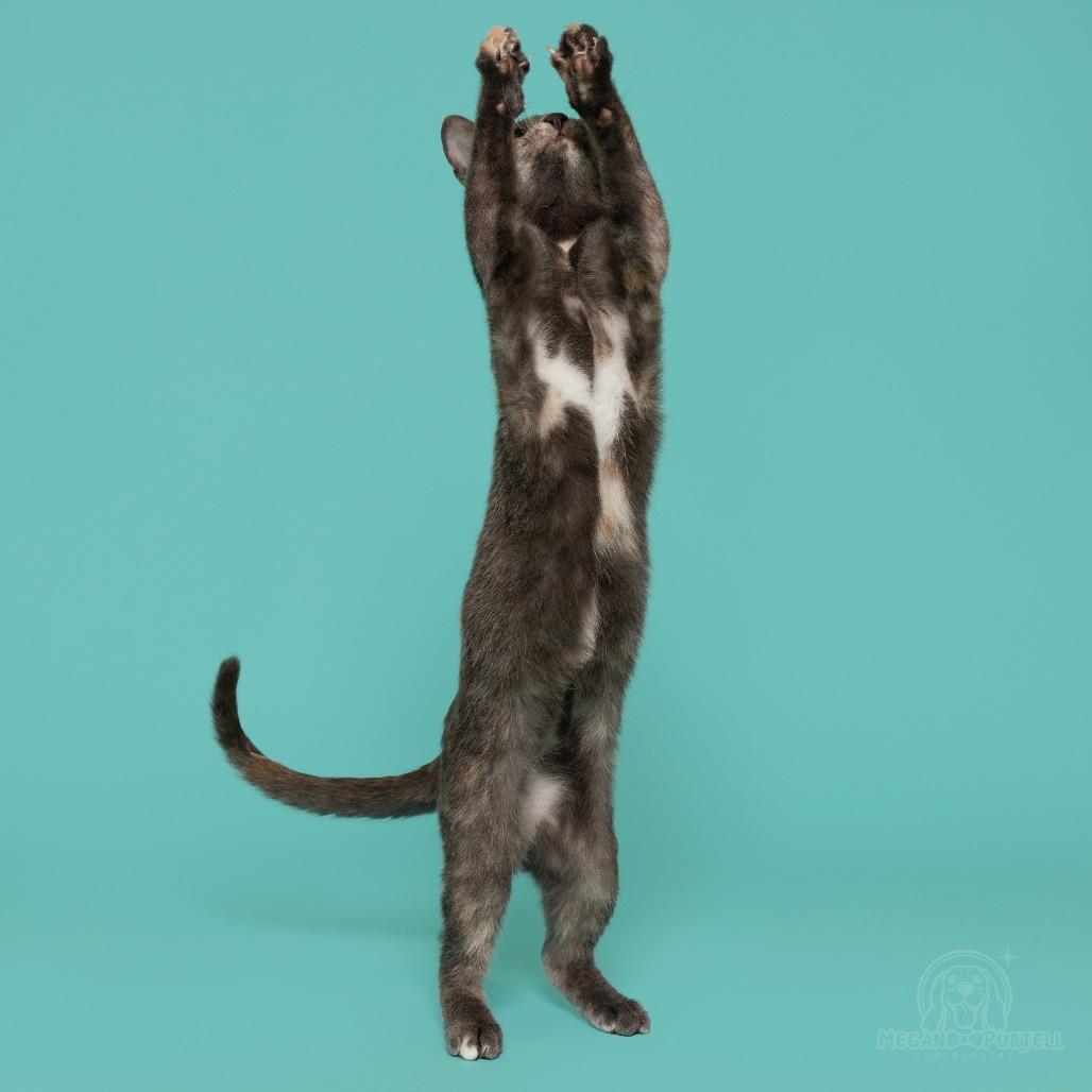 Enlarge Mary Jane's Sandal, a Adoptable Domestic Short Hair in Chantilly, VA image 3/6