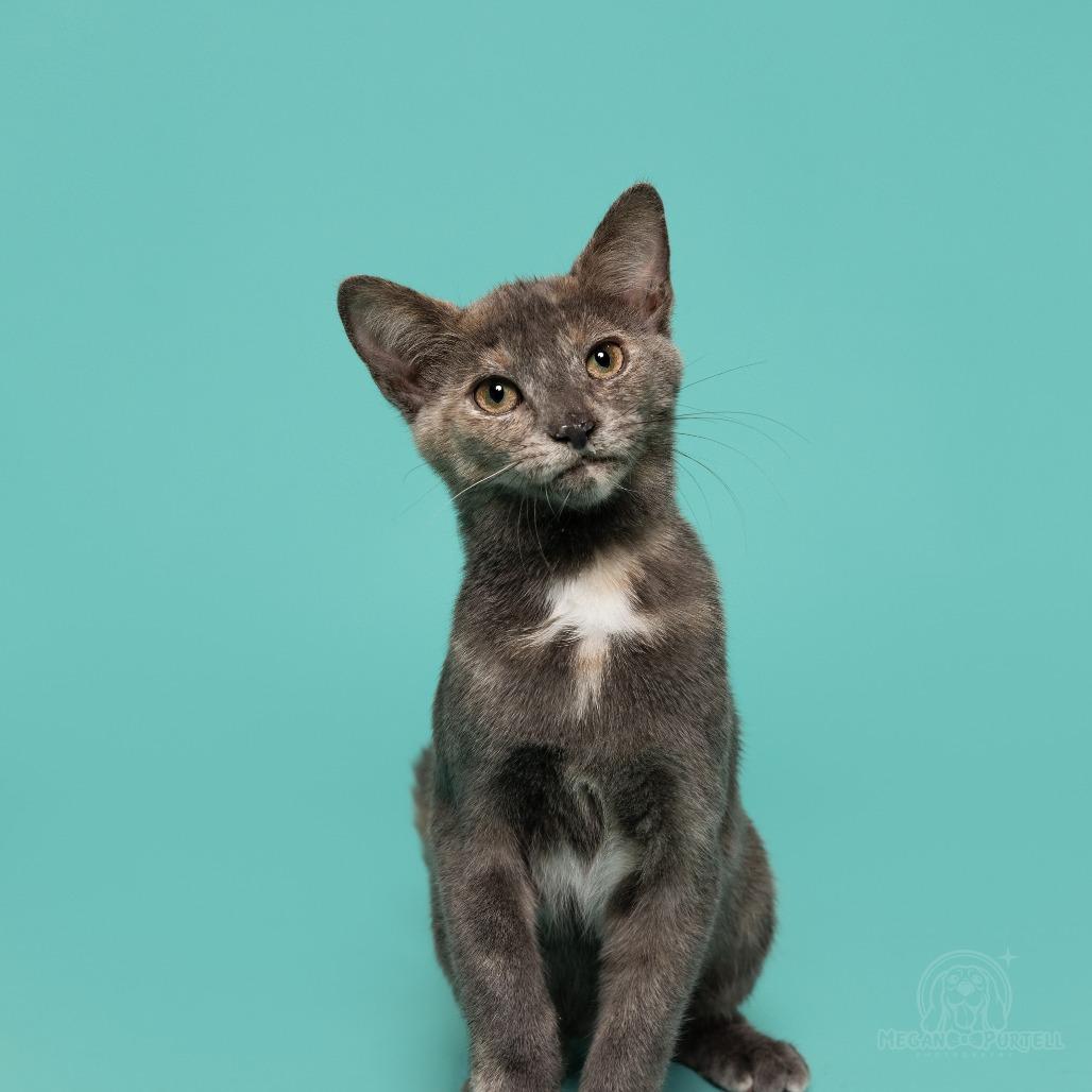 Enlarge Mary Jane's Sandal, a Adoptable Domestic Short Hair in Chantilly, VA image 4/6