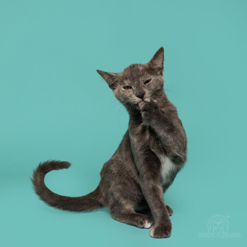 Enlarge Mary Jane's Sandal, a Adoptable Domestic Short Hair in Chantilly, VA image 5/6
