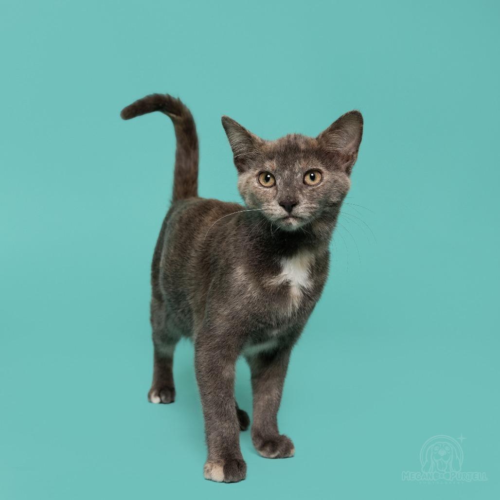 Enlarge Mary Jane's Sandal, a Adoptable Domestic Short Hair in Chantilly, VA image 6/6