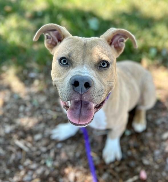 Enlarge MOUSE, a Adoptable mixed breed in Charlotte, NC image 1/1