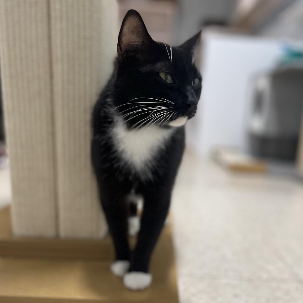 Quilla, Adoptable, Adult Female Domestic Short Hair.