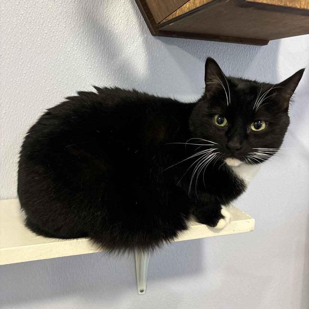 Enlarge Quilla, a Adoptable Domestic Short Hair in Simpsonville, SC image 1/6