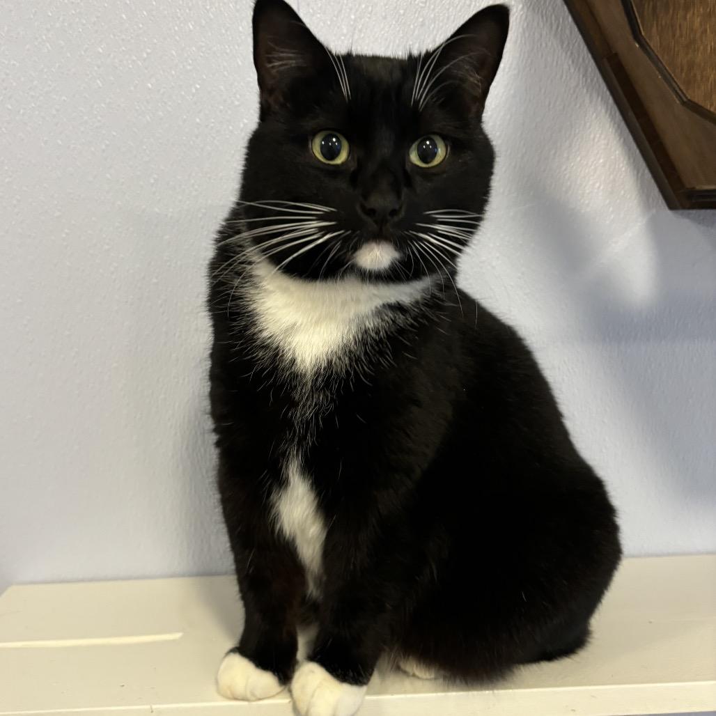 Enlarge Quilla, a Adoptable Domestic Short Hair in Simpsonville, SC image 1/6