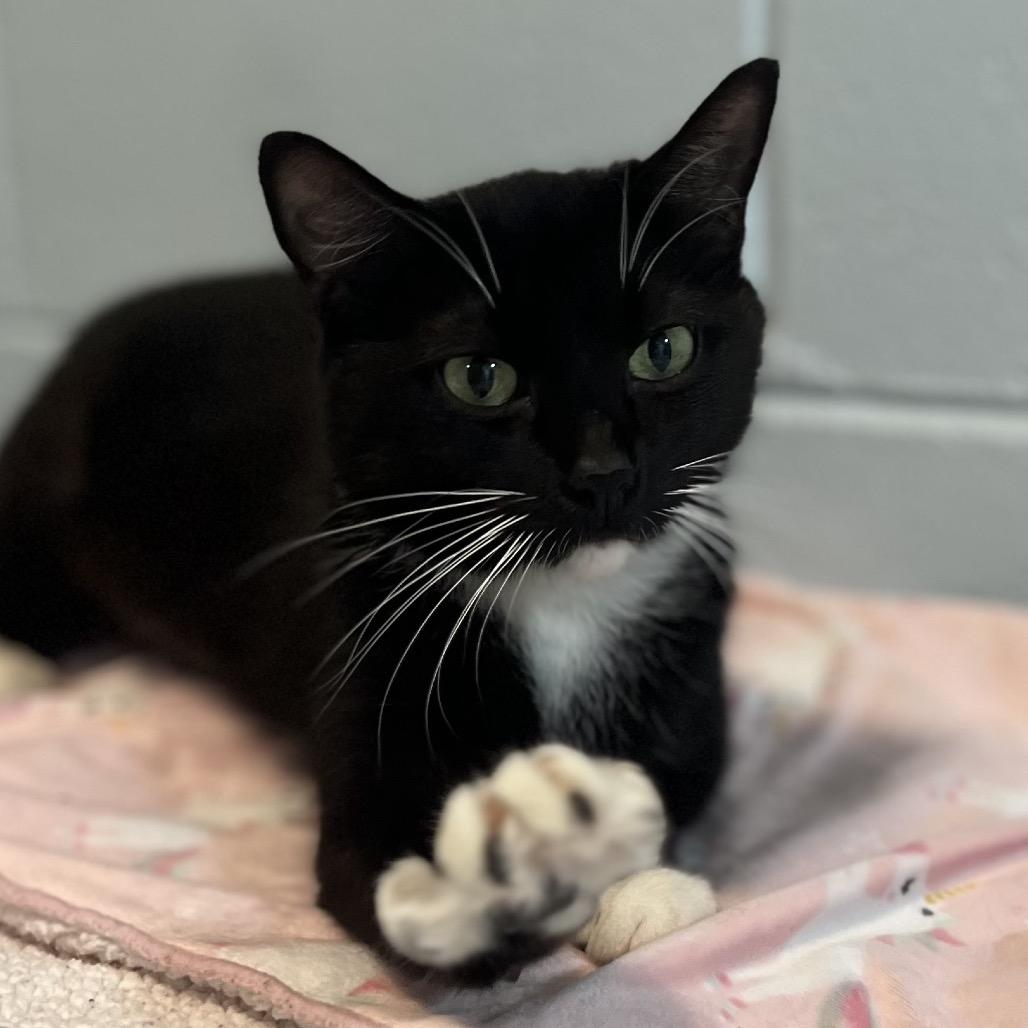 Quilla, a Adoptable Domestic Short Hair in Simpsonville, SC image 1/6
