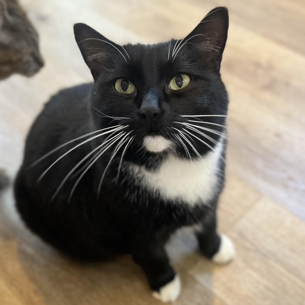 Quilla, a Adoptable Domestic Short Hair in Simpsonville, SC image 2/6