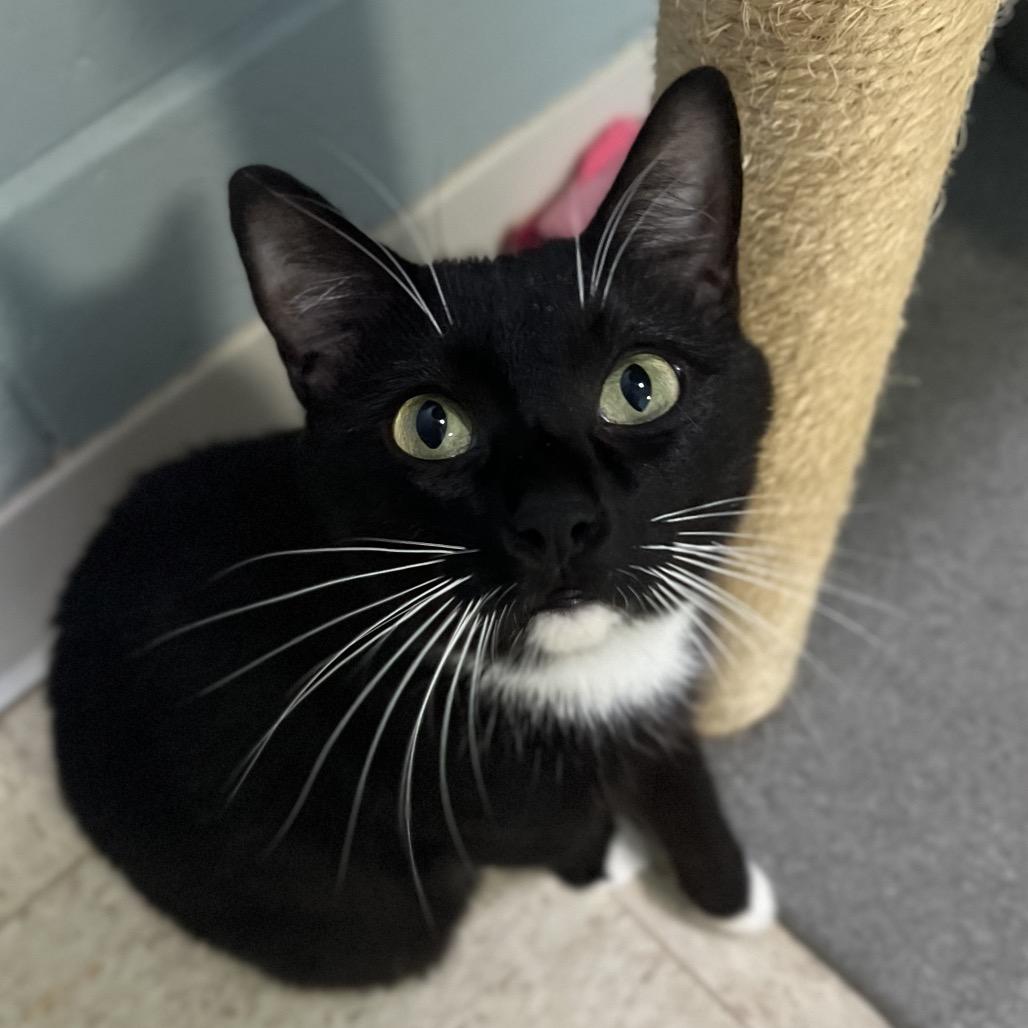 Quilla, a Adoptable Domestic Short Hair in Simpsonville, SC image 3/6