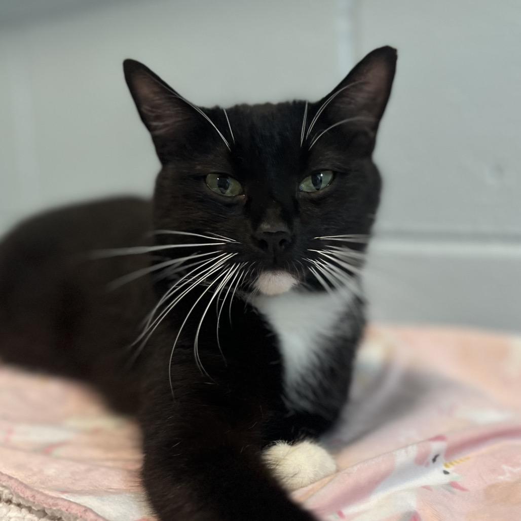 Quilla, a Adoptable Domestic Short Hair in Simpsonville, SC image 5/6