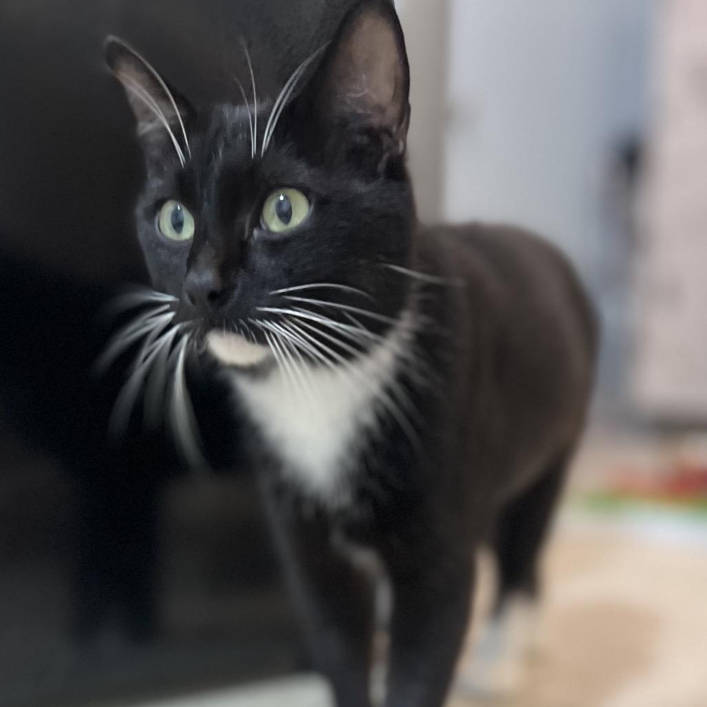 Quilla, a Adoptable Domestic Short Hair in Simpsonville, SC image 6/6